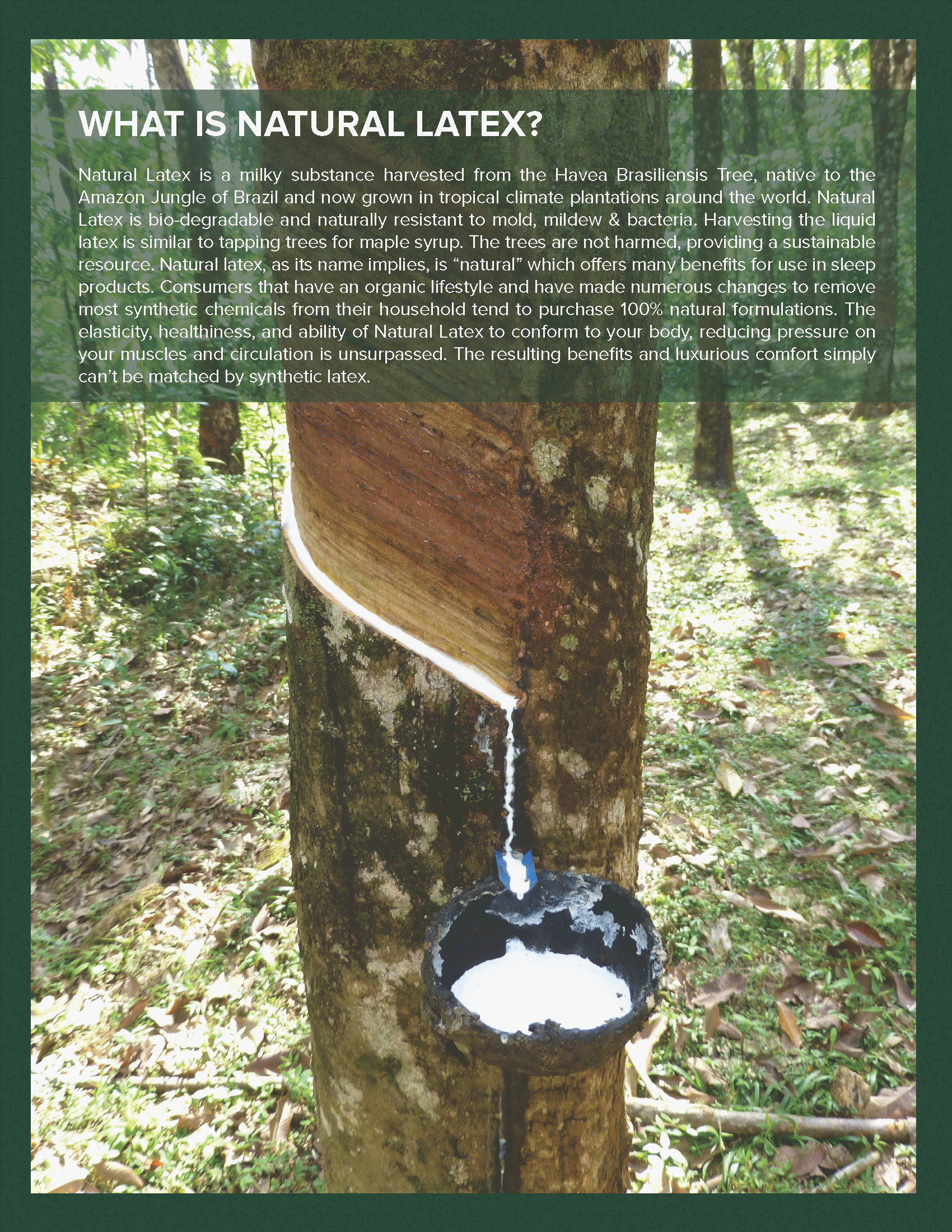 no toxin fire retardant los angeles latex foam mattress chemical free